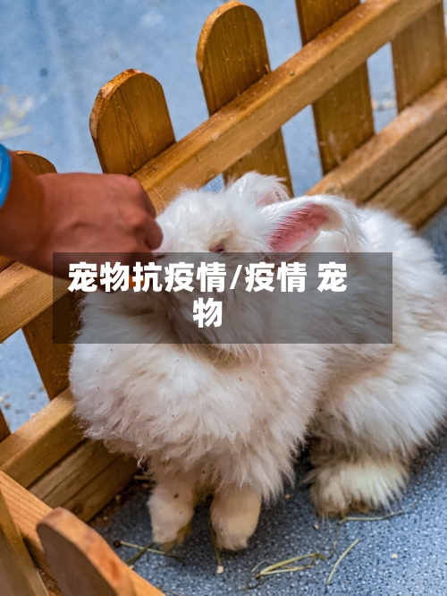 宠物抗疫情/疫情 宠物-第1张图片