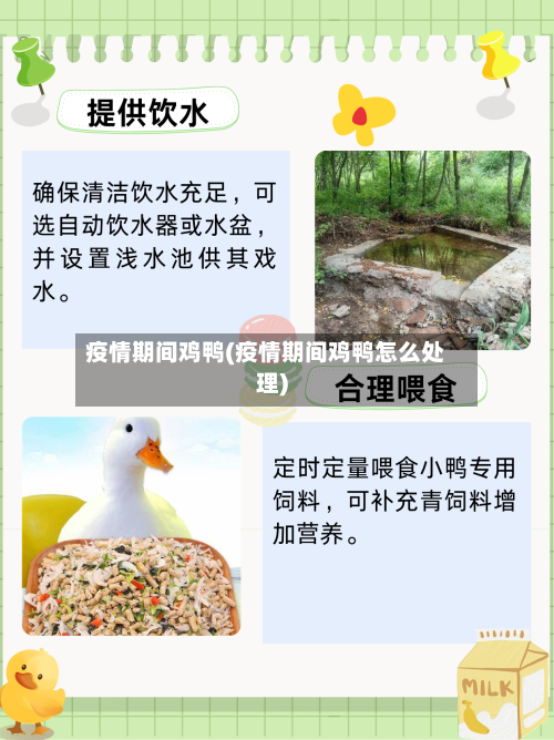 疫情期间鸡鸭(疫情期间鸡鸭怎么处理)-第1张图片