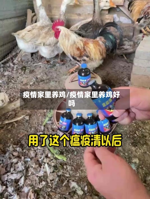 疫情家里养鸡/疫情家里养鸡好吗-第2张图片