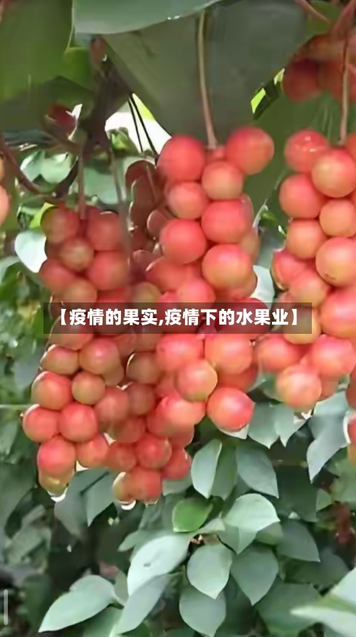 【疫情的果实,疫情下的水果业】-第2张图片