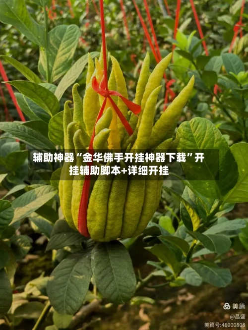 辅助神器“金华佛手开挂神器下载”开挂辅助脚本+详细开挂-第3张图片