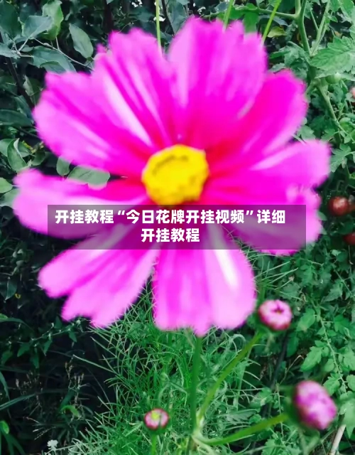 开挂教程“今日花牌开挂视频”详细开挂教程-第2张图片