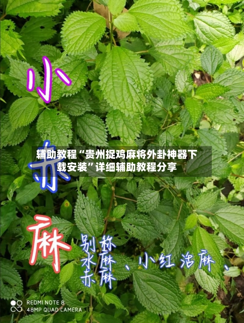 辅助教程“贵州捉鸡麻将外卦神器下载安装”详细辅助教程分享-第1张图片